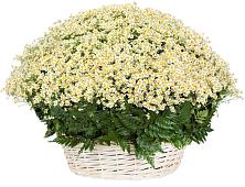 Цветочная композиция из Ромашки в корзине #REPLACE_PRED# посёлок центральной усадьбы совхоза Синичино